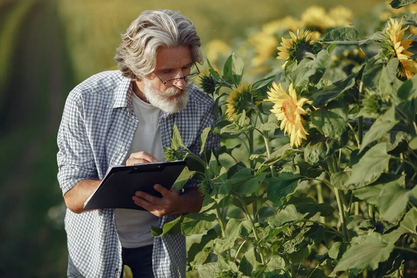 Un agricultor examina el campo. Un agrónomo o un agricultor examina el crecimiento del trigo.