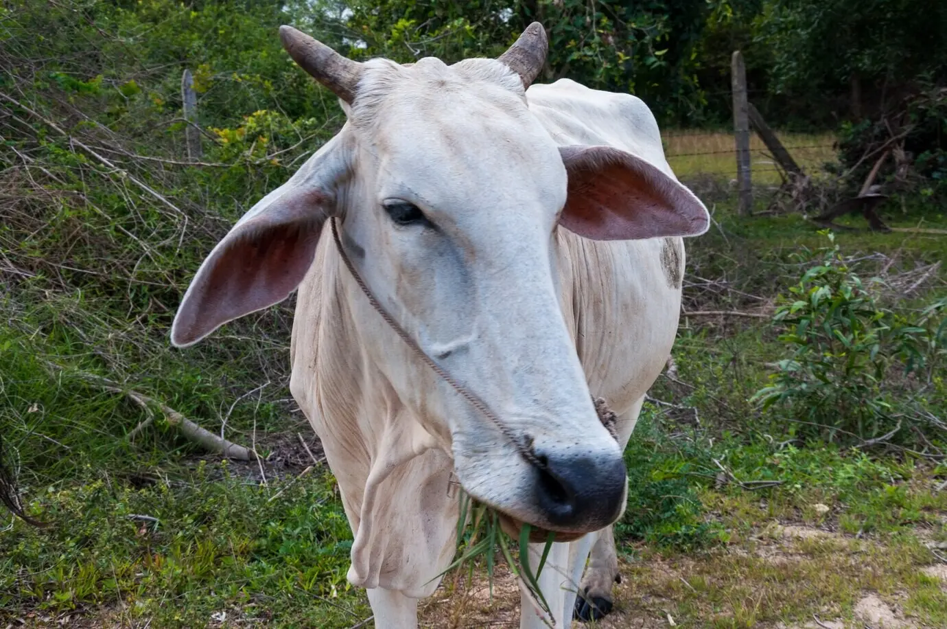 Cebú blanco en un campo de hierba rodeado de árboles verdes.
